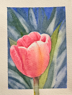 anderson tulip