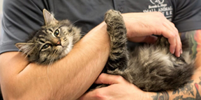 person holding a cat
