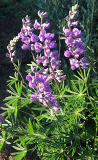 lupines
