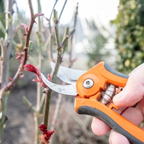 pruning