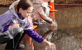 salmon release