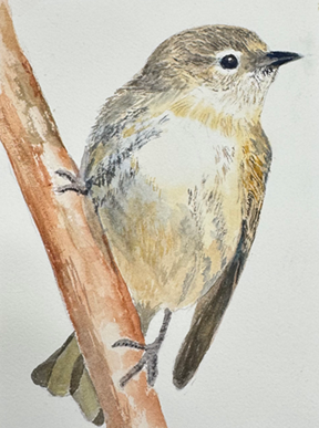 bird painted by jean anderson