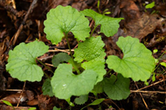 garlic mustard