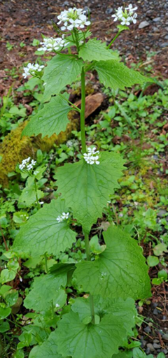 garlic mustard flowers