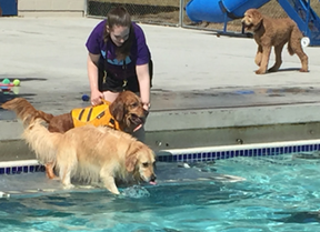 pooches swimming