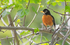 robin in a tree