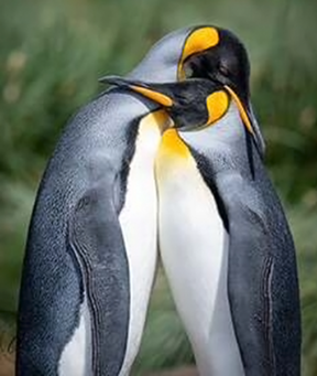 Big and Bold penguins by Annette Wilkie