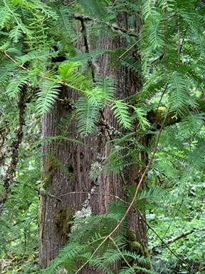 hoyt tree walk