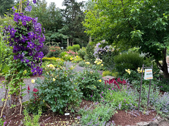 perennial garden