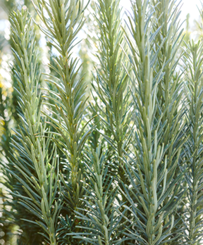 aromatic foliage