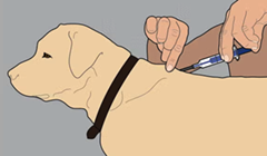 microchipping dog diagram