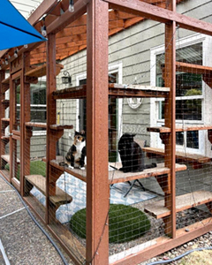 cats in a catio