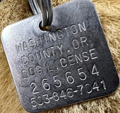 dog license