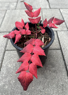 cascade oregon grape in pot