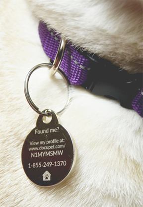 dog license pendant on dog
