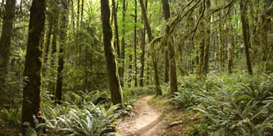 forest park trail
