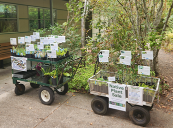 native plant sale wagons full of plants